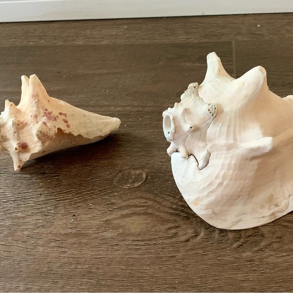 Sea Shell of 2 - Picture 6 of 10